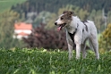 Allgäu 09 - 2014 - 20140920_0150 Kopie